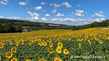 パリのひまわり パリのひまわり